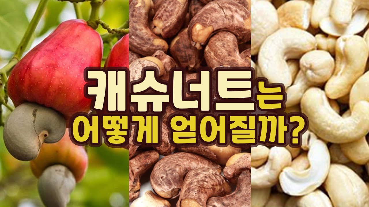 [2분 상식] 캐슈너트는 어떻게 얻어질까?