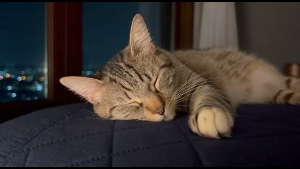 Sleep With Cats 🐱 Relaxing Music for Sweet Dreams#cat #SleepMusic #RelaxingMusic #DeepSleep