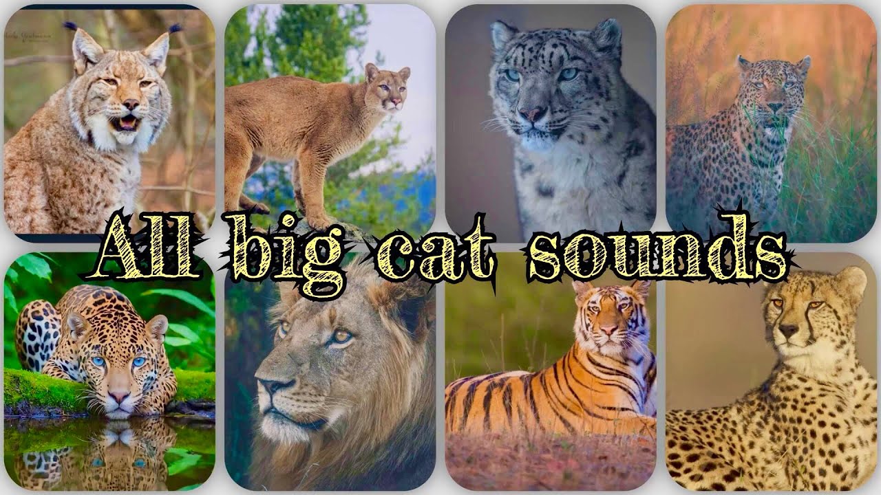 All Big Cat Sounds | Lion, Tiger, Leopard, Jaguar, Cheetah & More