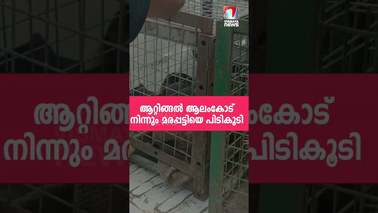 പാലോട് ഫോറസ്റ്റ്  റാപ്പിഡ് റെസ്പോൻസ് ടീം (RRT) ആണ് പിടികൂടിയത്.|VISMAYANEWS