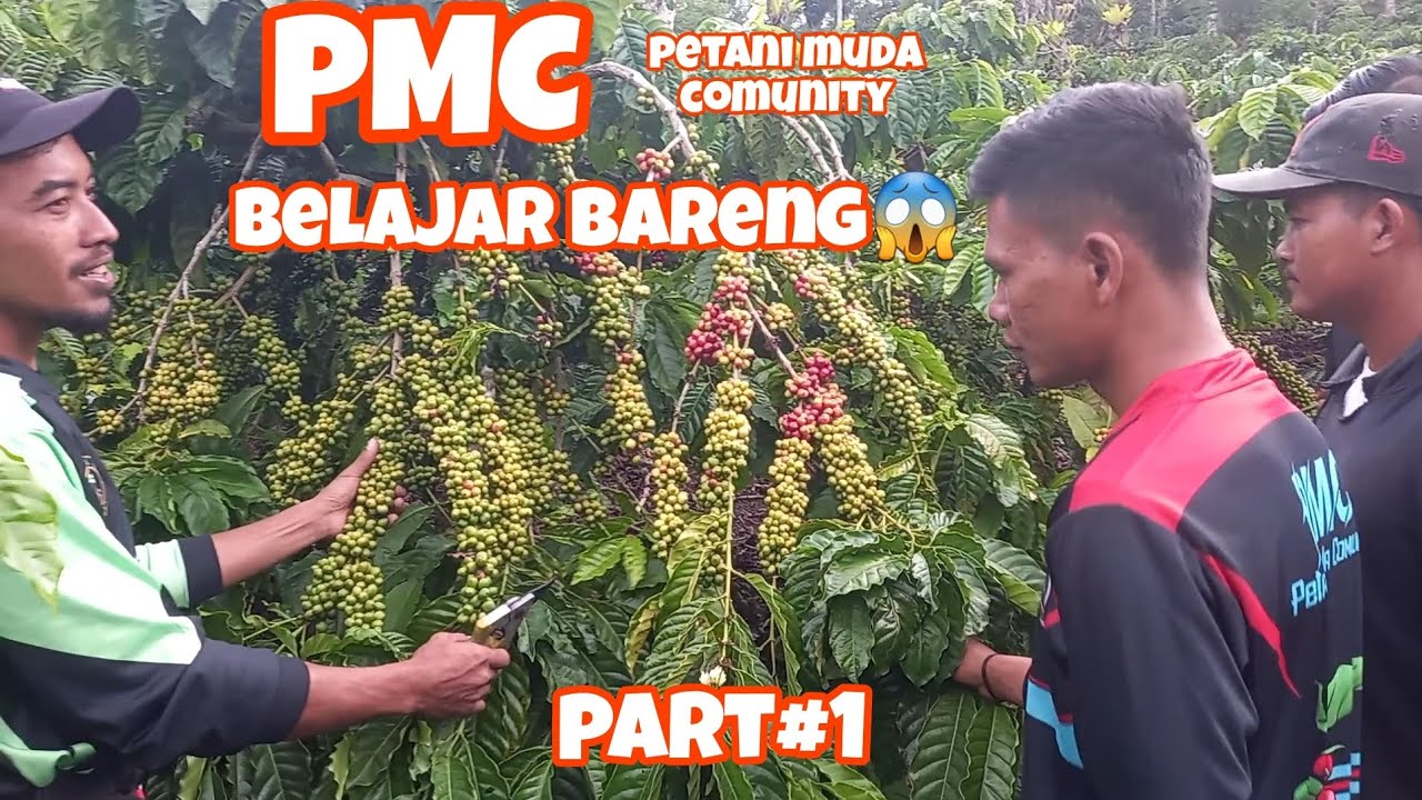 belajar bareng kebun kopi robusta ala modern⏭️