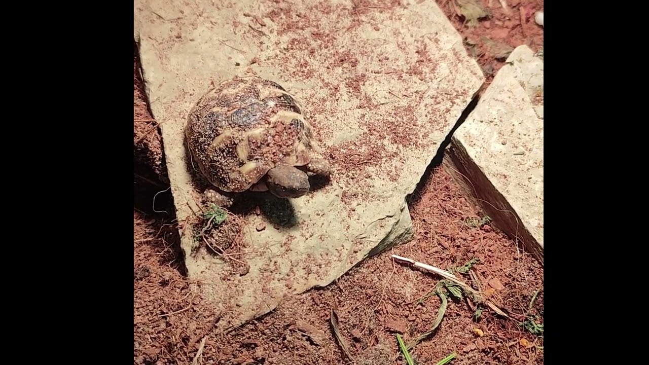 Slow Life Energy 🐢/ Tortoise therapy #relaxingvideo #tortoisetales