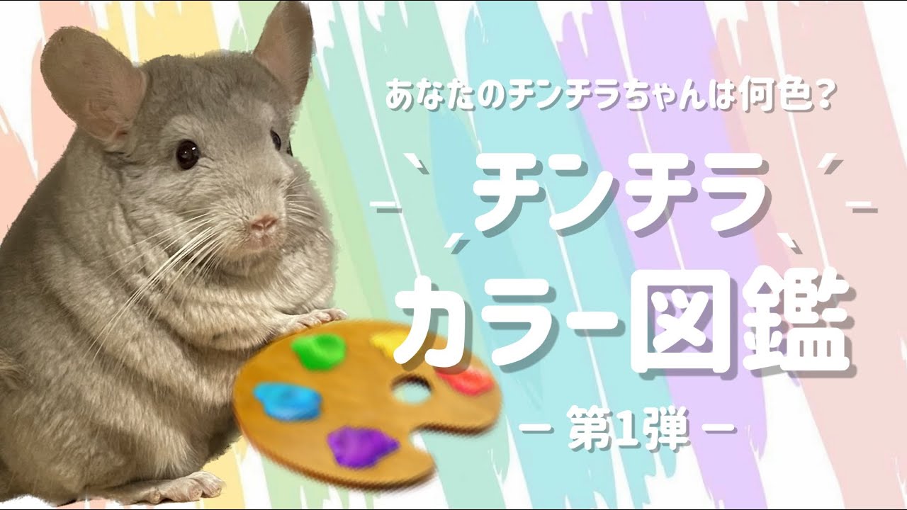 チンチラの“カラー”図鑑🐭🎨🌈