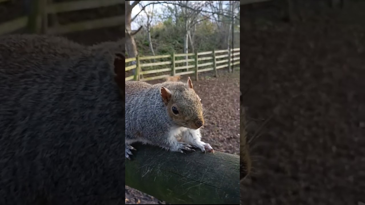 Squirrels are very friendly at London's  Mudchute Farm