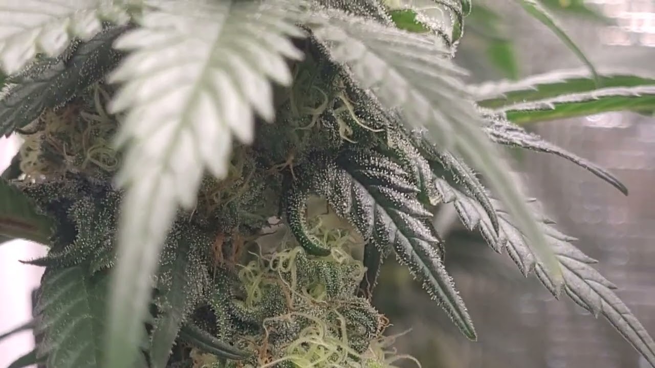 pot of gold week 7 flower, biscotti mintz week 4 flower