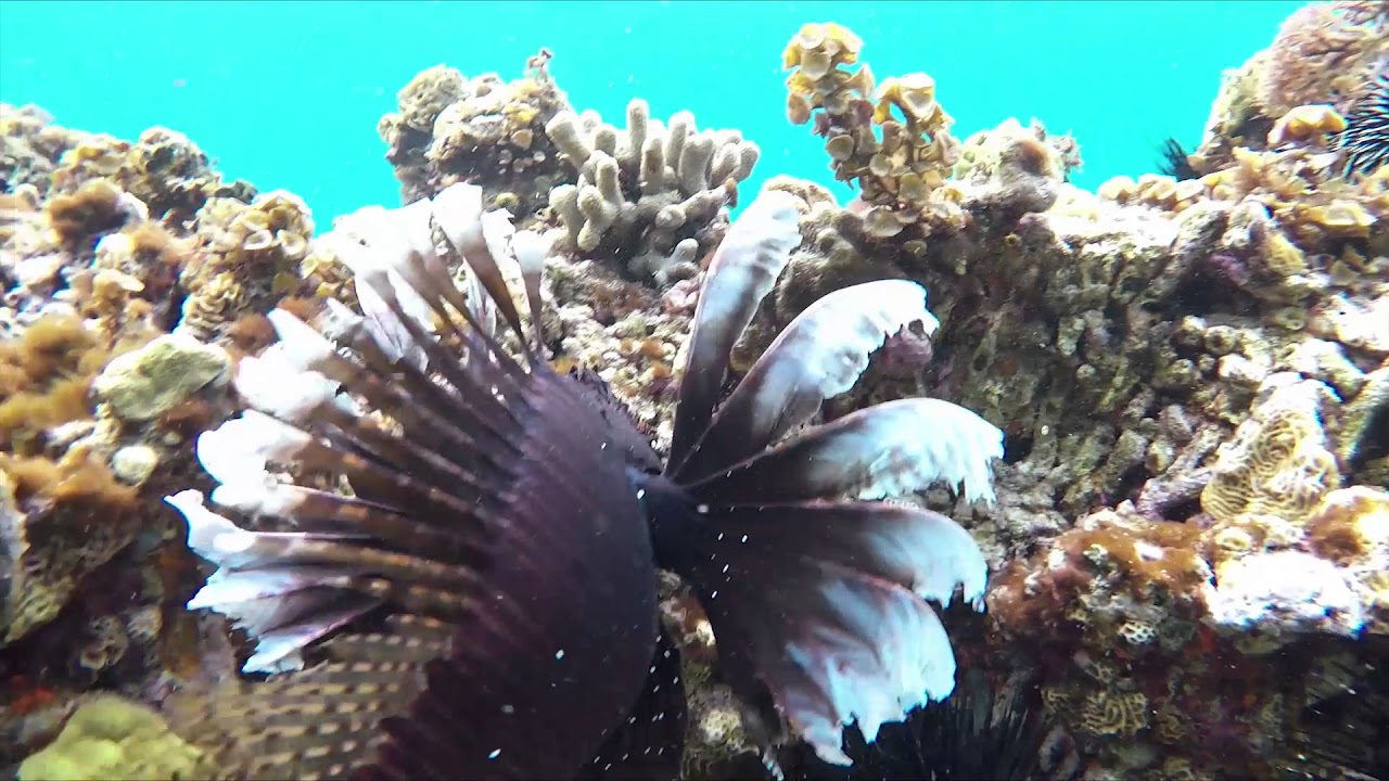 AWAK GUADELOUPE snorkeling &agrave; Petite Terre