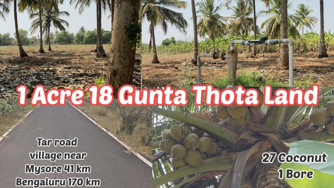 1 acre 18 gunta thota land for sale bore Coconut Tar road attach  Mysore 41 km Bengaluru 170 km
