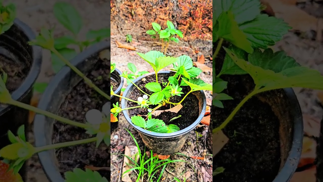strawberry farming..@ malappuram # 