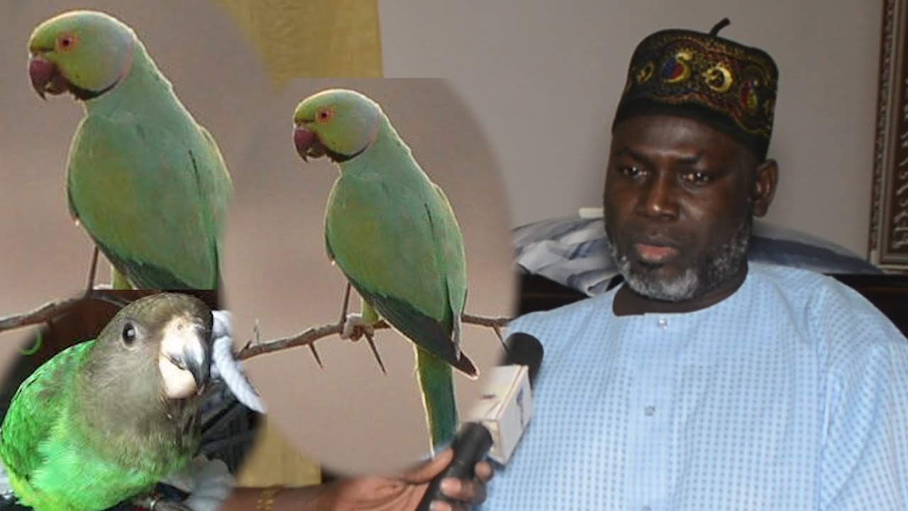 Kéem Taan gi Yàlla Def Ci SEKO Par Elhadji Malick Gueye, SEKO kep ku Beugg......