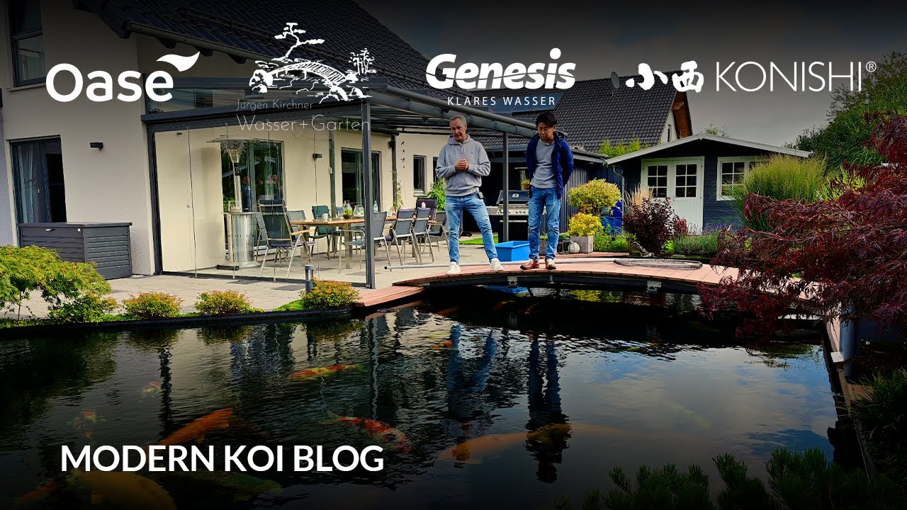 Modern Koi Blog #6193 - Mit Makoto bei Valentina und Frank