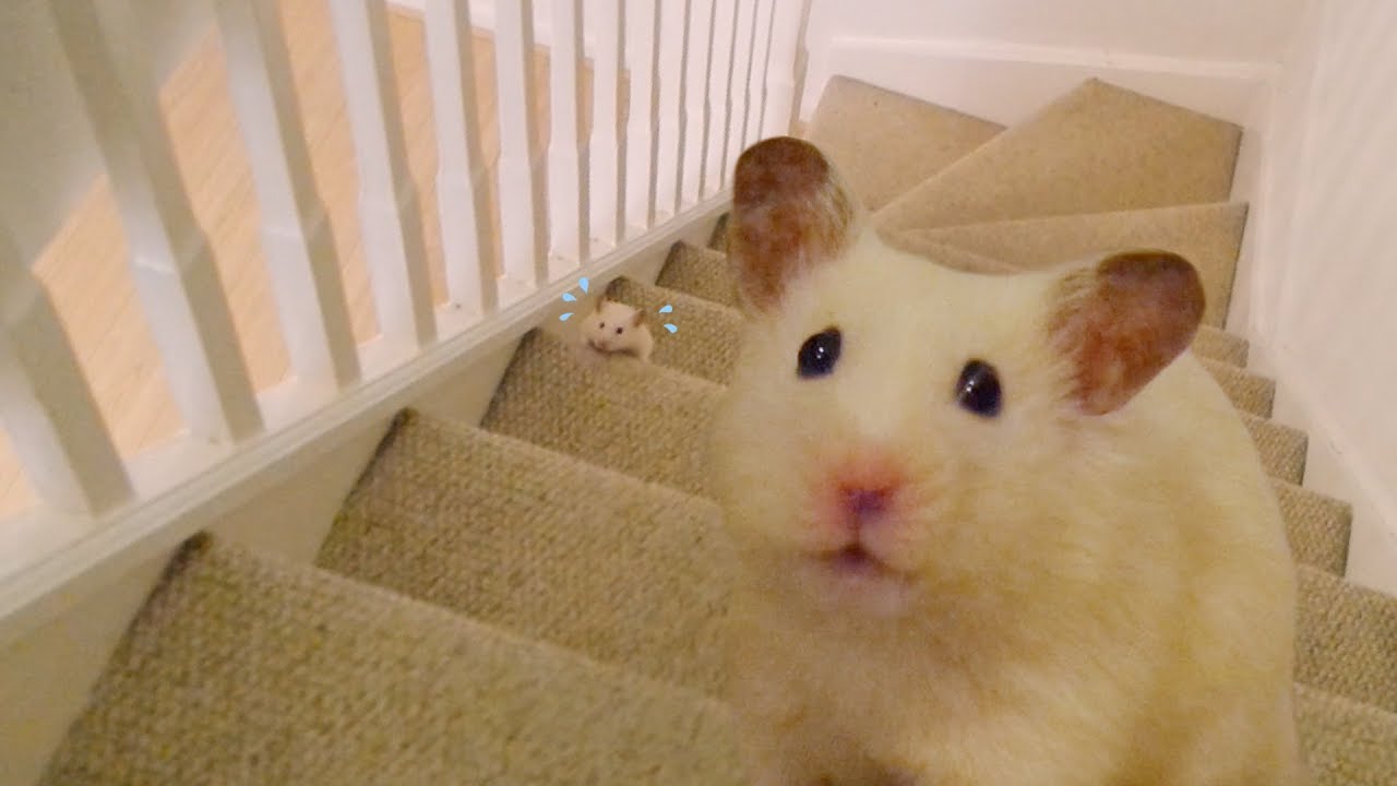 😤 HAMSTER VS STAIRS 💪💦