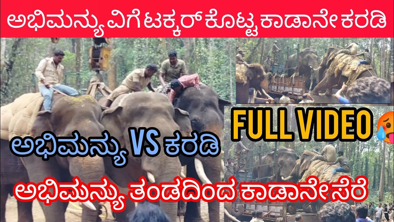 operation karadi ಅಭಿಮನ್ಯು vs ಕರಡಿ ಕೊನೆಗೂ ಸೆರೆಯಾದ  ಕಾಡಾನೇ ಕರಡಿ  | wild elephant capture hassan