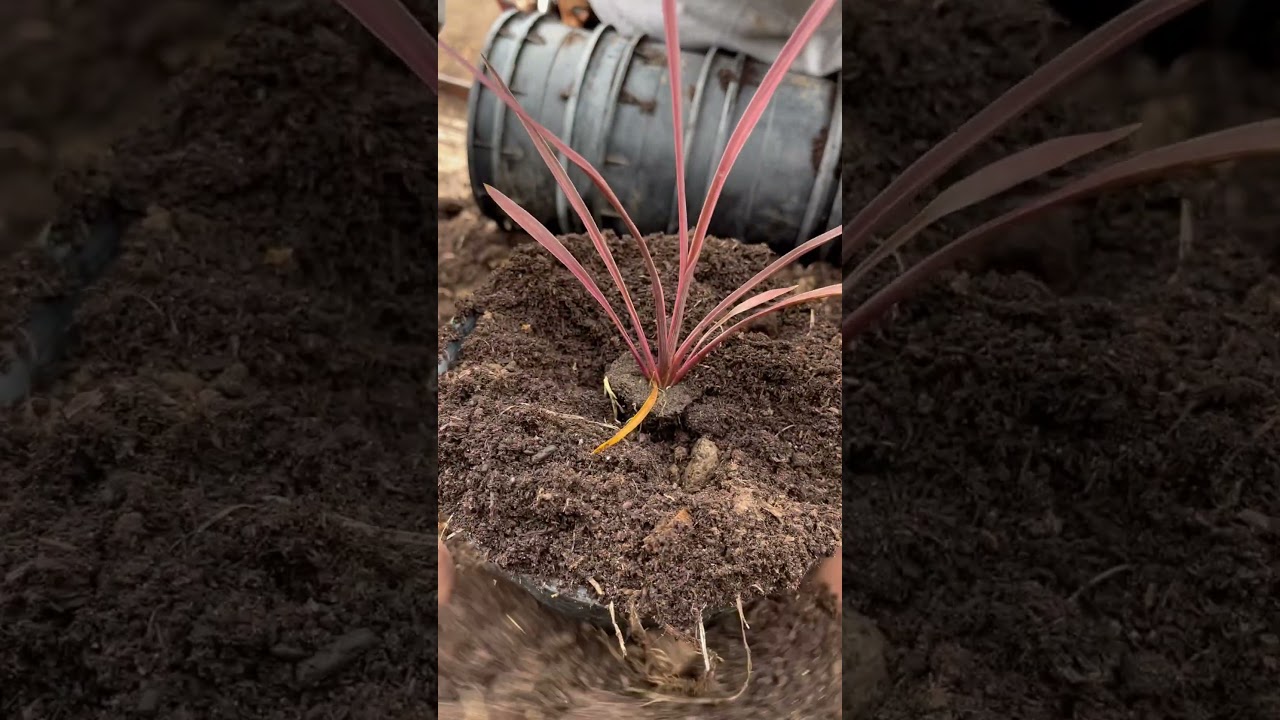 How we transplant from plugs to 1gallon #planting #transplants #work #farmer