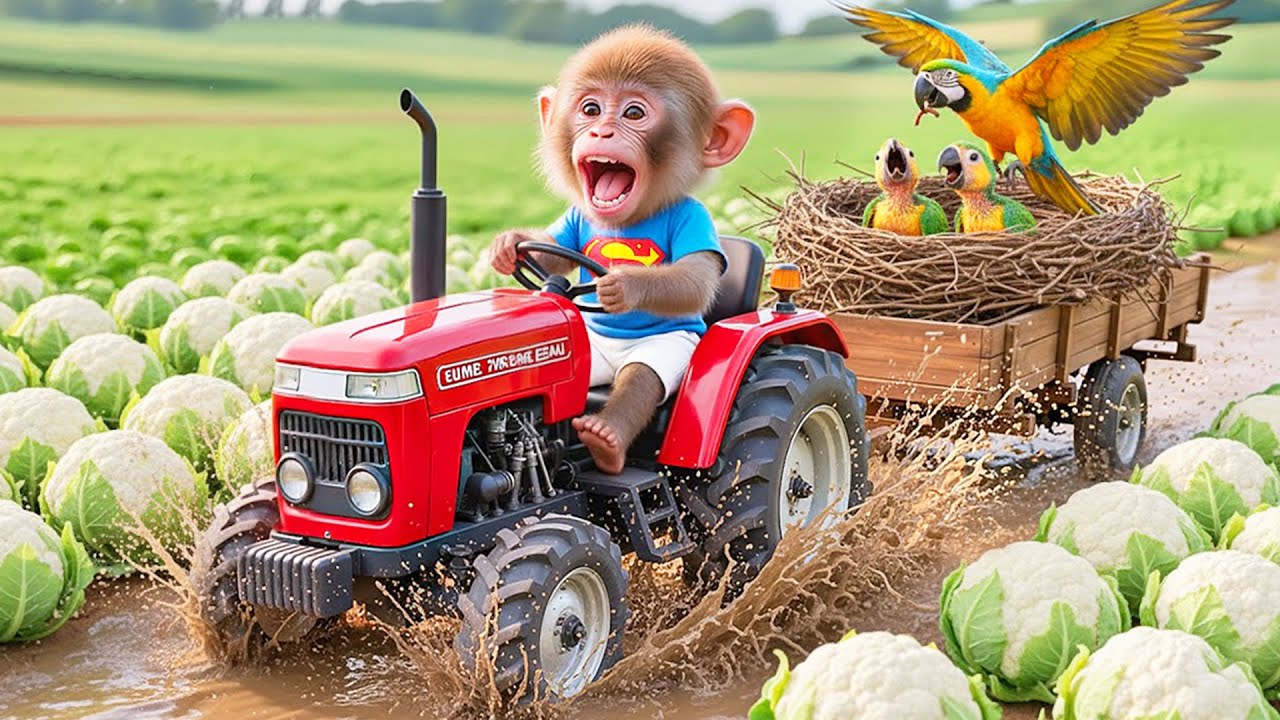 Monkey MiLo’s Vegetable Farm Turns into CHAOS — A Flock of Birds Attacks, His Smart Move Shocks All