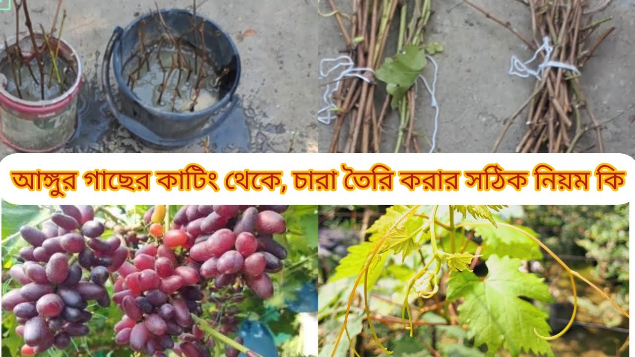 আঙ্গুর গাছের কাটিং থেকে, কিভাবে চারা তৈরি করবেন।#greenrooftop #gardening #cutting 