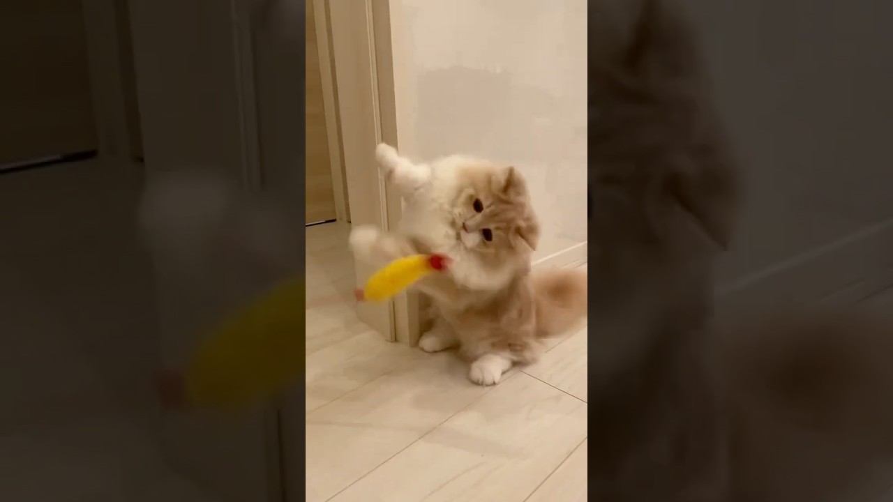 【ミヌエット/短足長毛】勢いの余りズッコケる猫