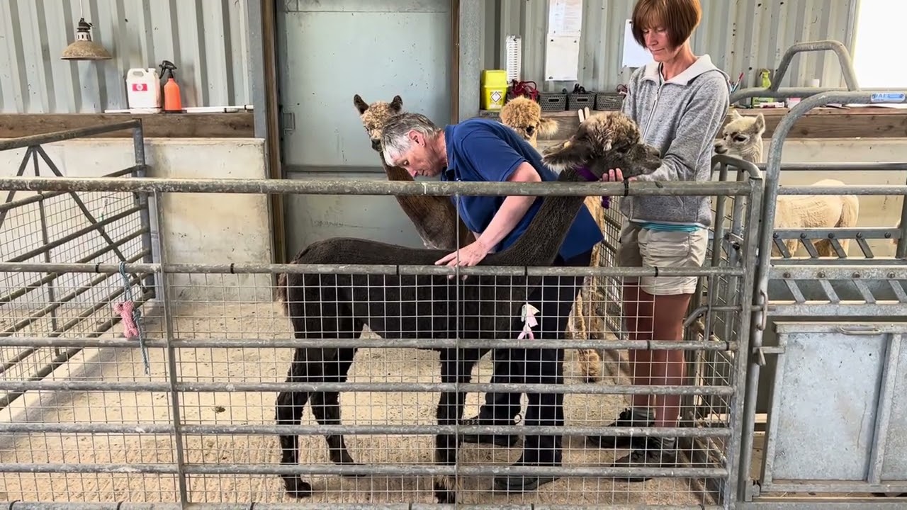 Training an alpaca for toenail trimming