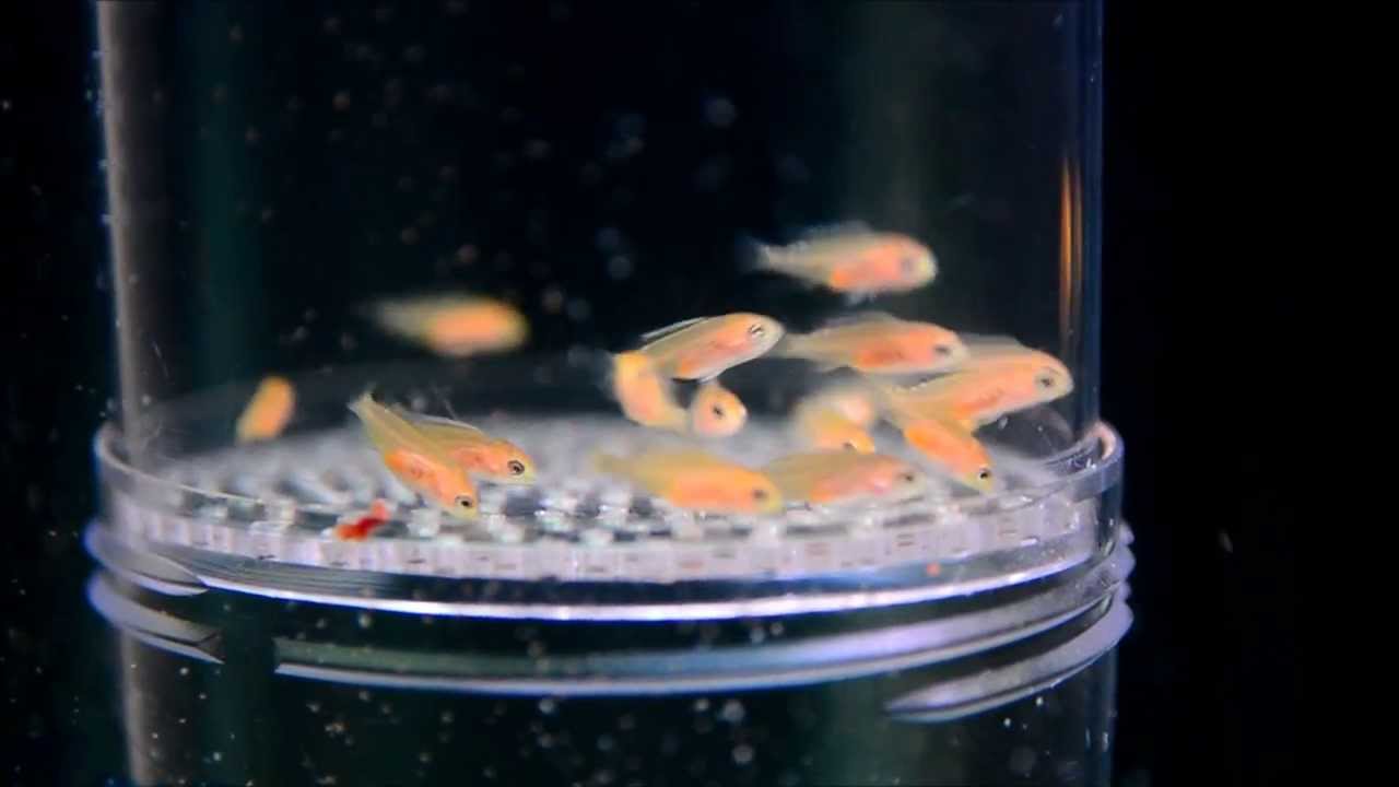 Electric Yellow fry time lapse.