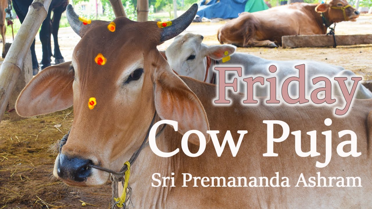 Friday cow puja in Sri Premananda Ashram