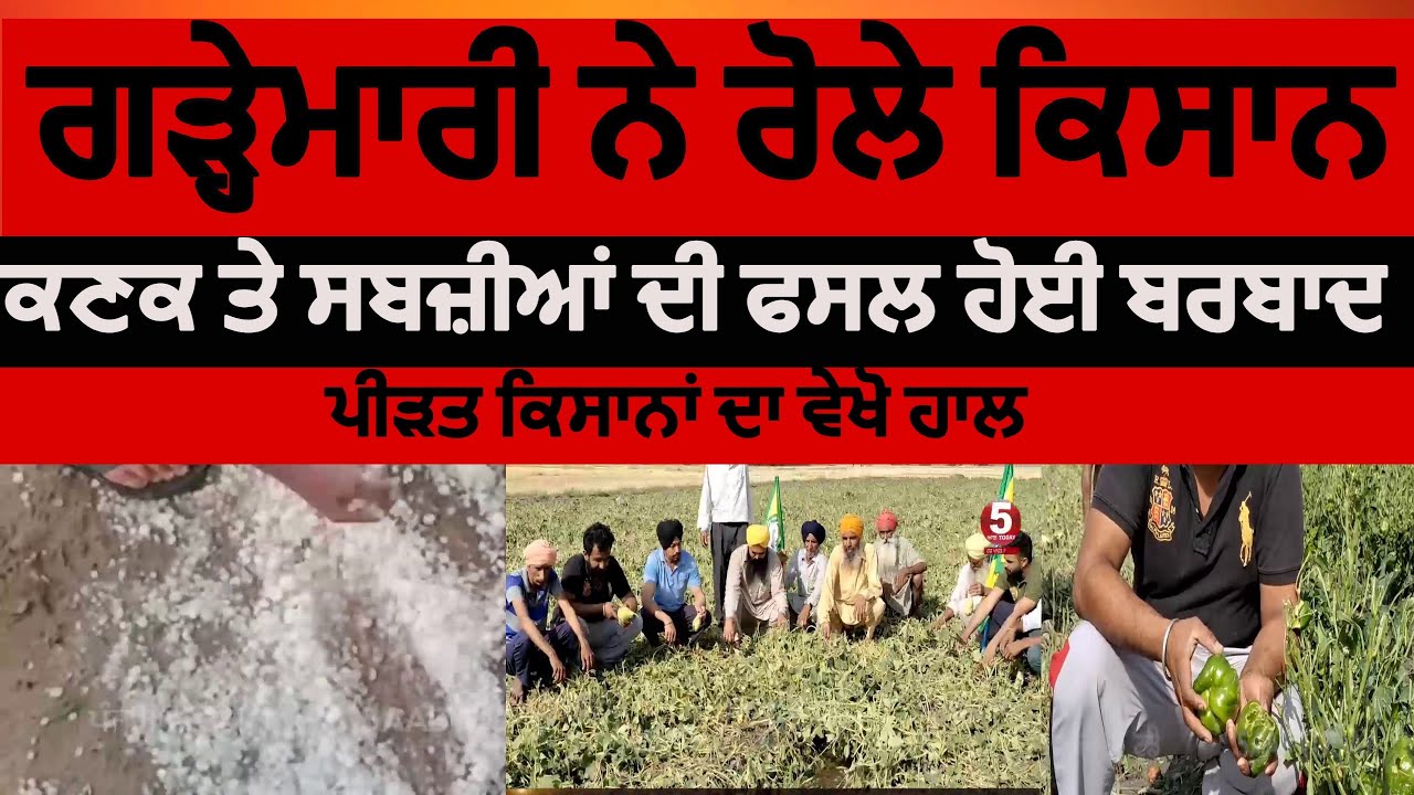 Hailstorm Today In Punjab | Crops of wheat and vegetables destroyed| punjab Hailstoorm video Today|