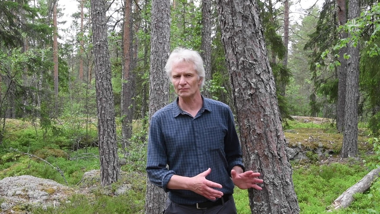 Svampars ålder