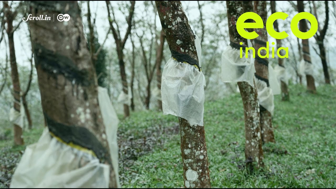 Eco India: How Kerala's farmers are adapting to the growing crisis of its rubber industry
