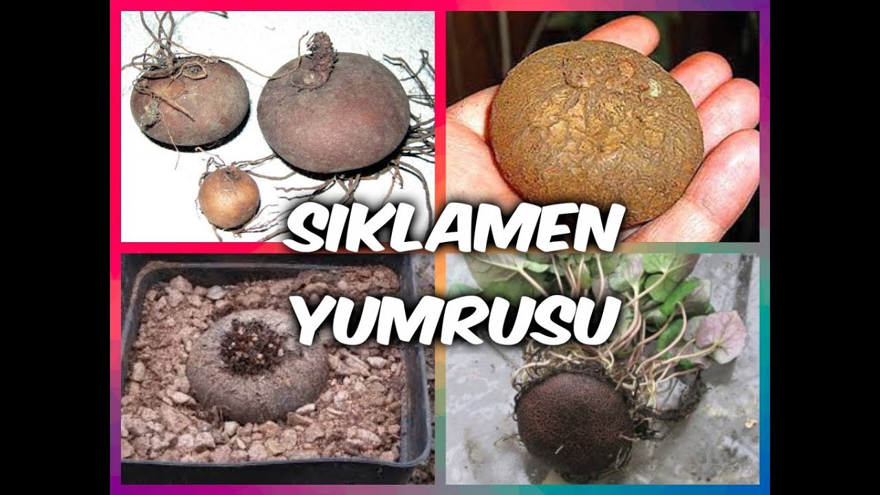 SIKLAMEN YUMRUSU NASIL DİKİLİR/SAKLANIR ?