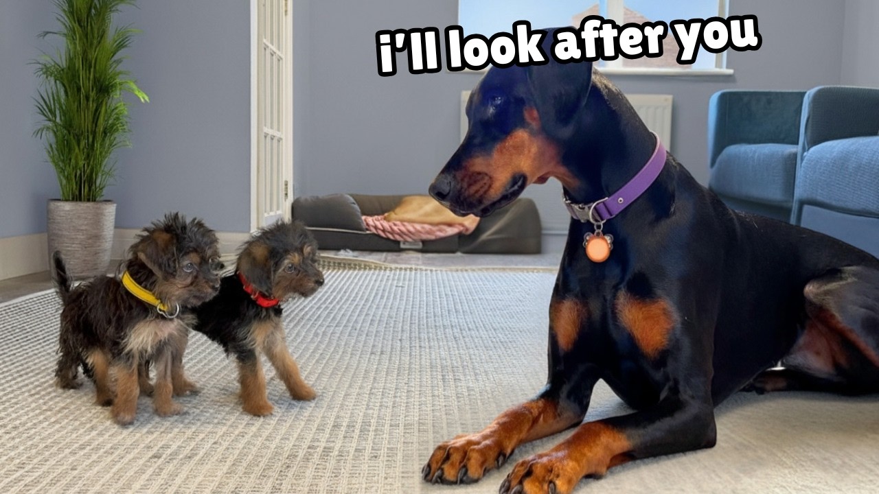Rescue Puppies got Separated from their Mom… Our Doberman Stepped Up