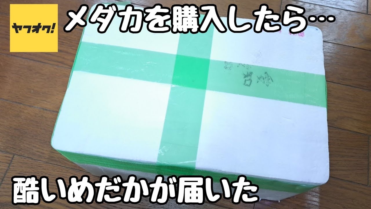 ヤフオクでメダカを購入したら酷いめだかが届いた【メダカ】