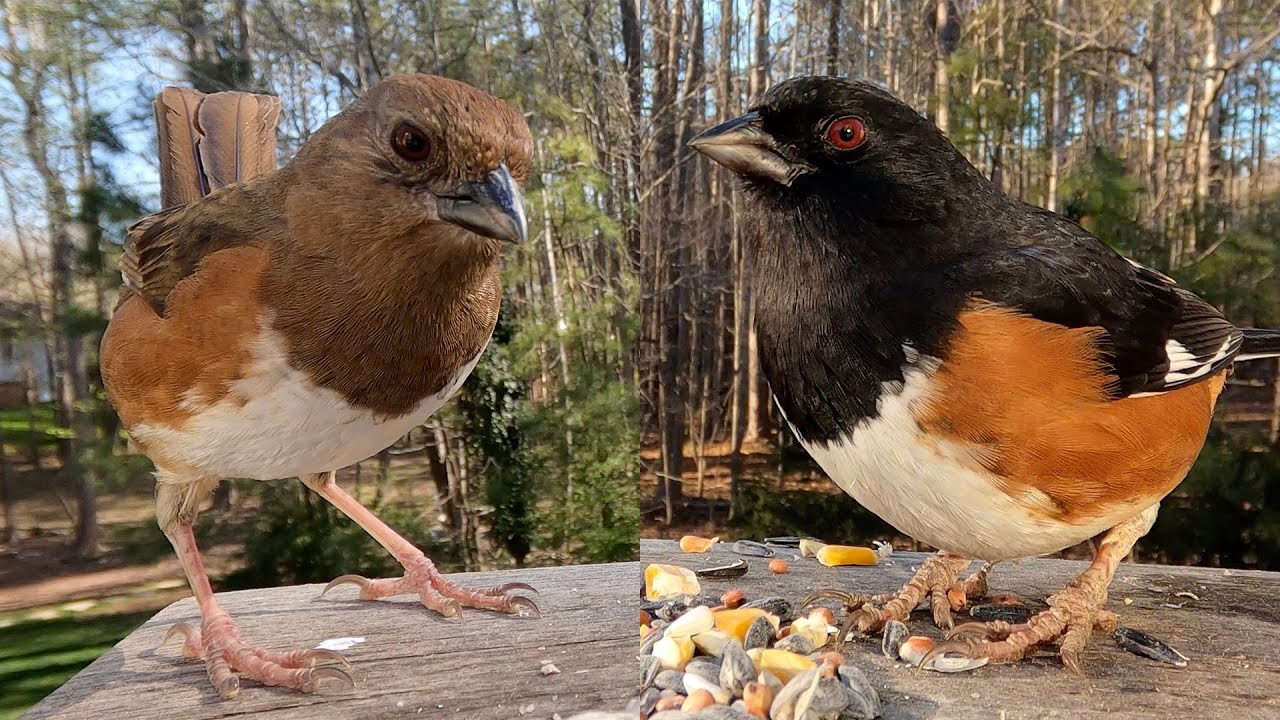 Eastern Towhee - Hear their Calls! - Watch before your next bird outing!