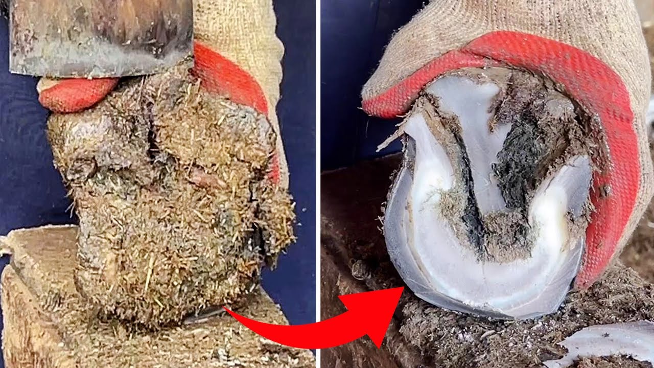 Master repairs donkey hoof, the process is easy to decompress! 【Black Donkey Prince】