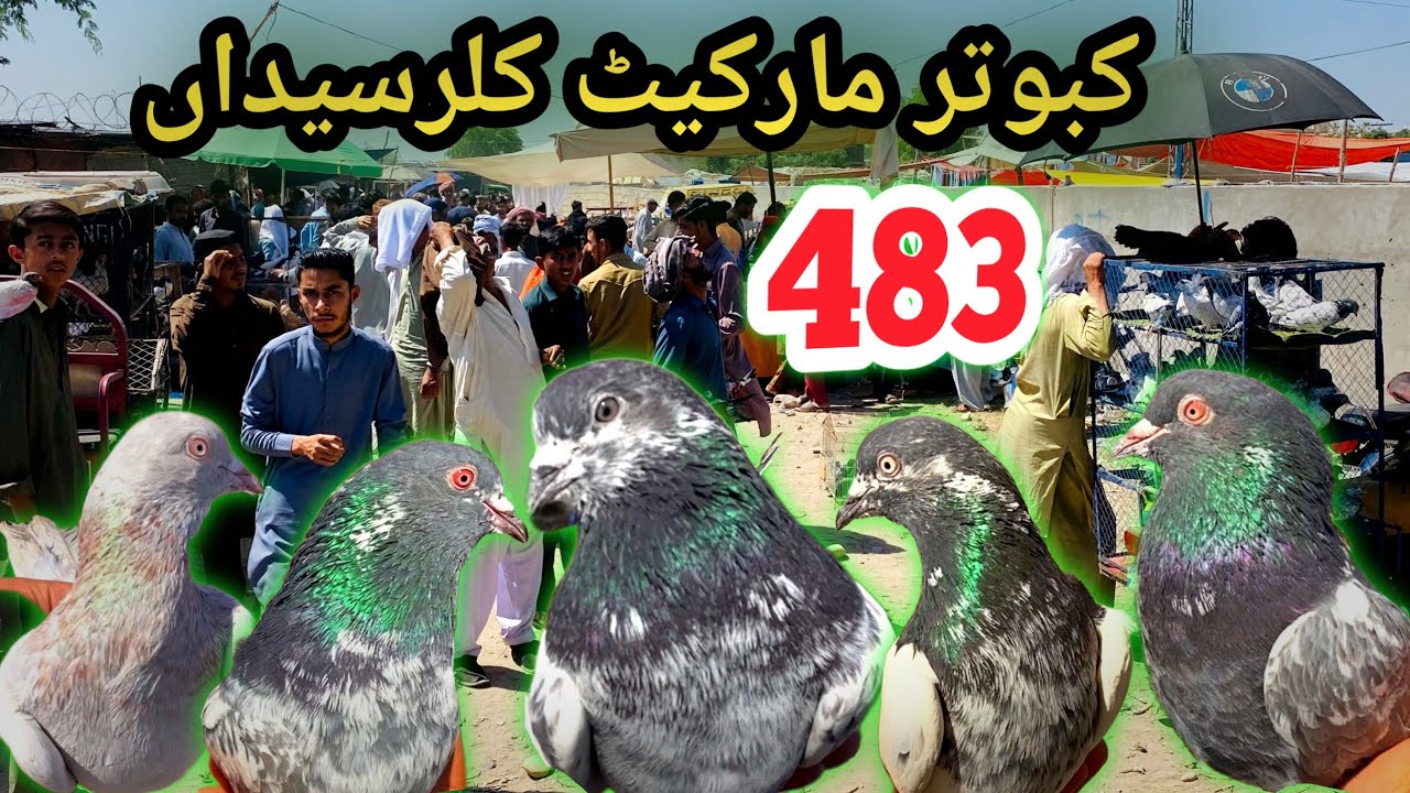 483 | Kallar Syedan Kabootar Mandi Latest Update High Flyer Pigeon Market Price Today 28/4/2025 !