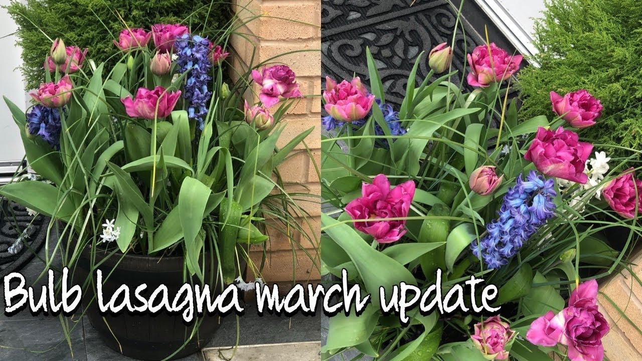 BULB LASAGNA UPDATE 3