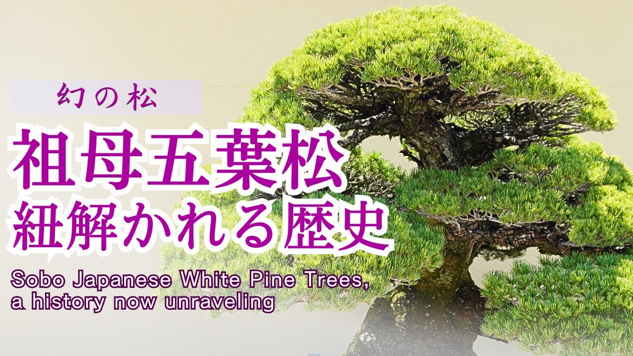 幻の松・祖母五葉松の歴史を辿る～幾度もの困難を乗り越えて育まれた奇跡の種～