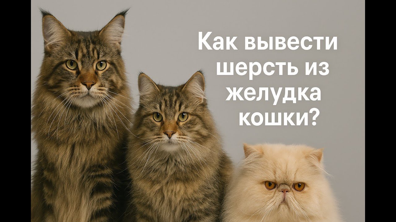 Как вывести шерсть из желудка кошки, как это вовремя заметить, как не допускать до этого и препараты