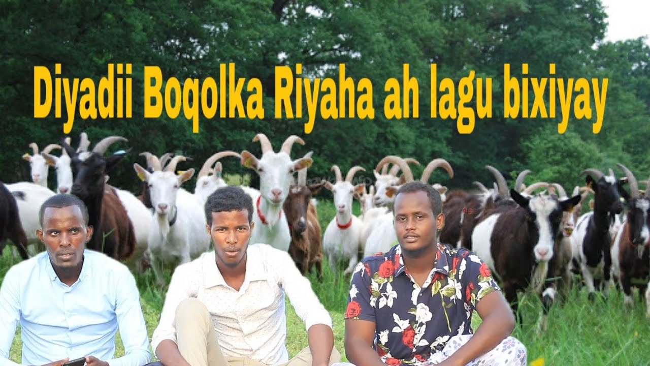 Live.xikmad:Ninkii ugu Caqliga Badna Somalida ee Boqolk Ariga ah Diyada Ku bixiyay(Siyad dharyadhob)
