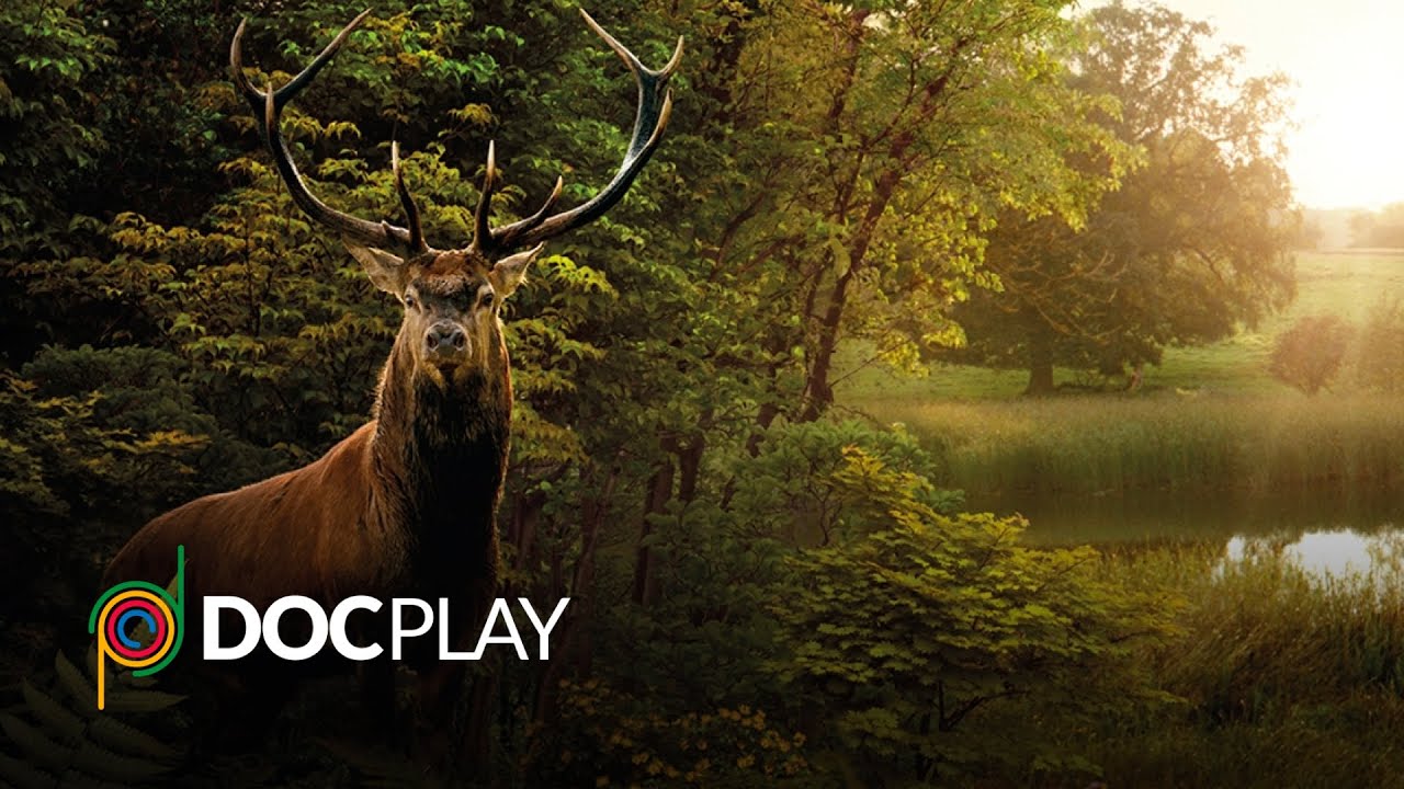 Wilding | Official Trailer | DocPlay