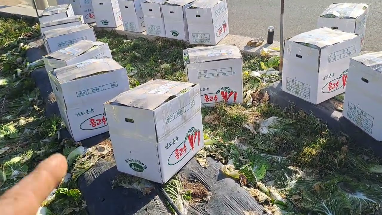 눈이와서 작업못하고 오늘은 통배추 작업 하면서 시금치 케고 바쁘네요