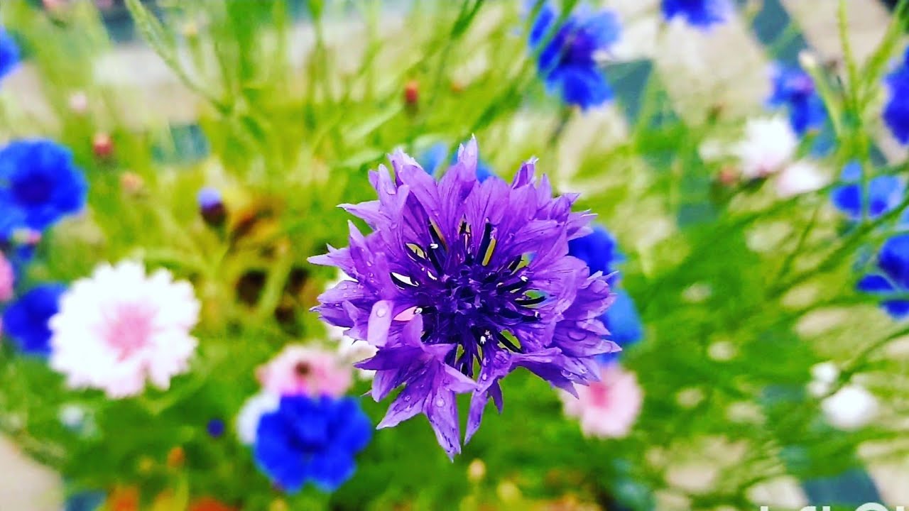 Update on my cornflower planter ~ Growing Cornflowers from seeds Part 3 ~ Cornflowers at their peek