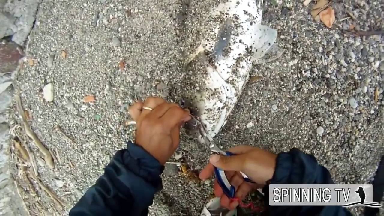 SPIGOLA +3KG PESCATA CON CANNA DA SPINING DALLA SPIAGGIA: tutto il COMBATTIMENTO EPICO! Spinning TV