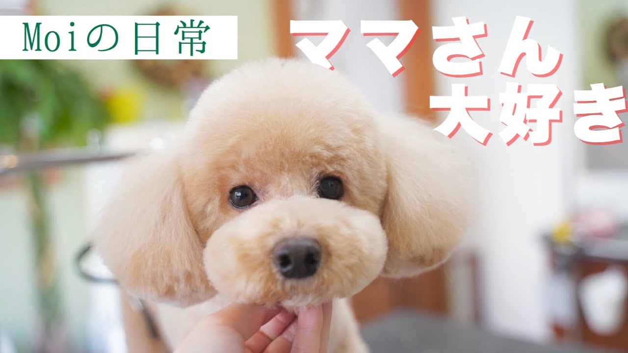 ママさんのことが大好き♡【トリミングダイジェスト】