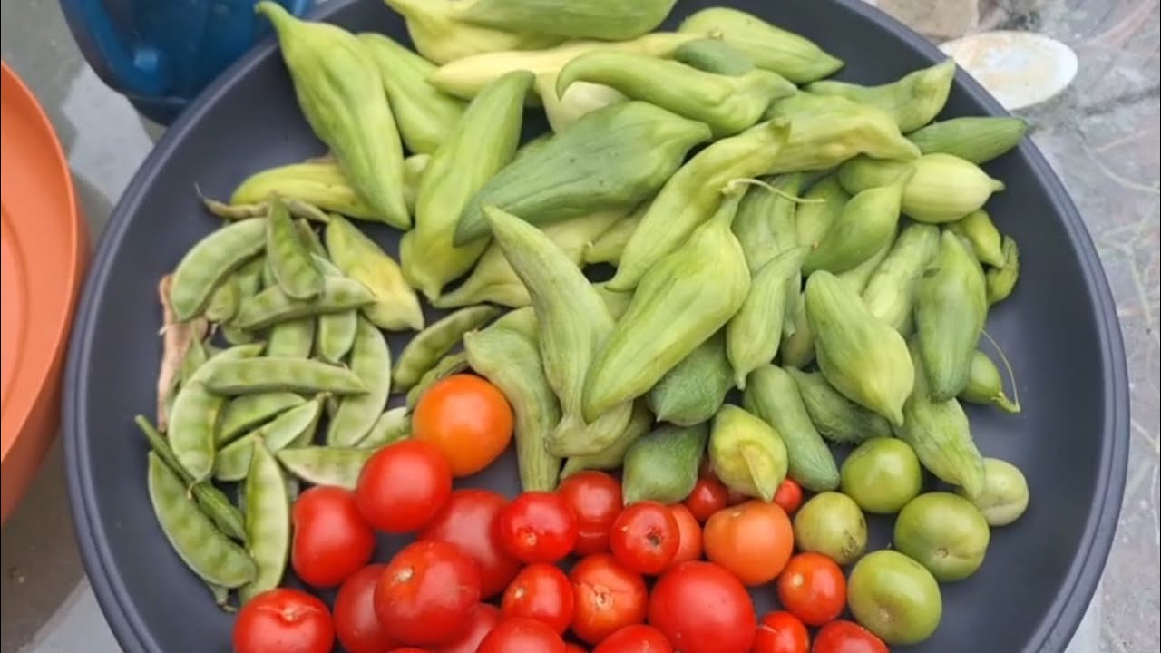 Shoker Baghan 2025  i harvested Chinese  potol sheem tomatoes from my garden at end of the season 
