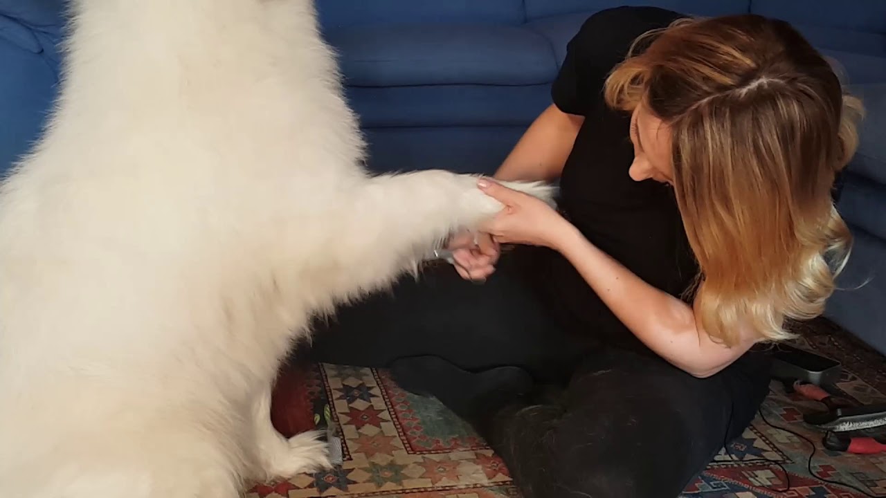 Taglio del pelo del Samoiedo e un altro cane con il pelo folto