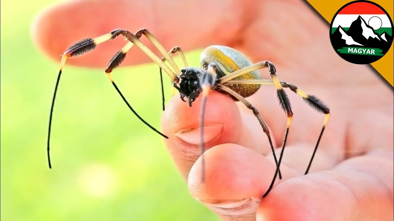 A legszörnyűbb pók harapása 🕷 ARANY SELYEMKÖRPÓK | Brave Wilderness Magyar