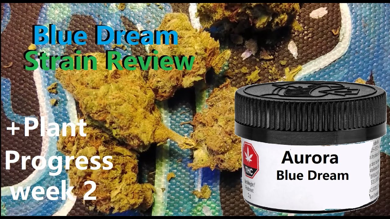 Aurora's Blue Dream Kush Cannabis Test/Blue Dream Strain Review +Mars Hydro weed Plant grow