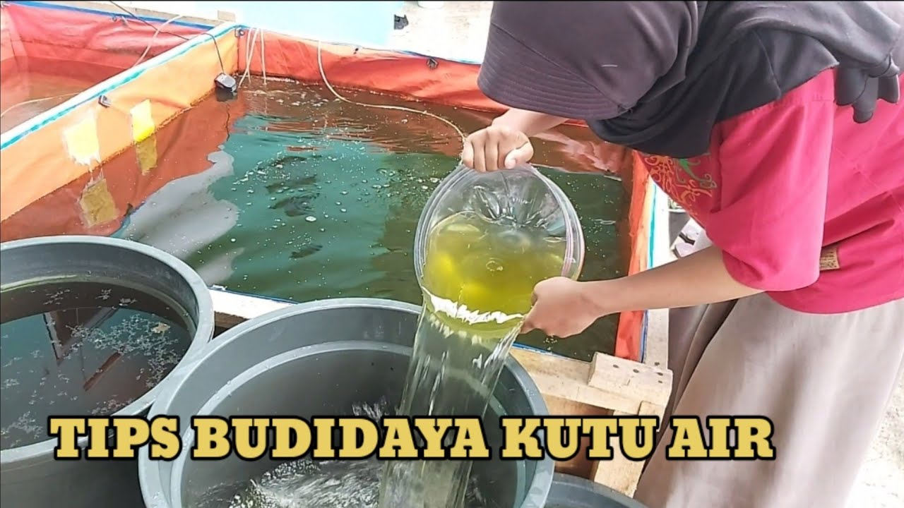 TERNAK KUTU AIR ITU GAMPANG BANGET...