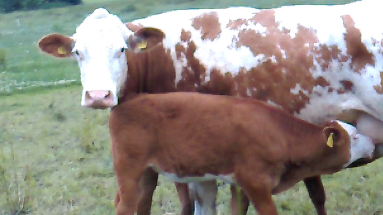 #Landwirtschaft zu Hause #1