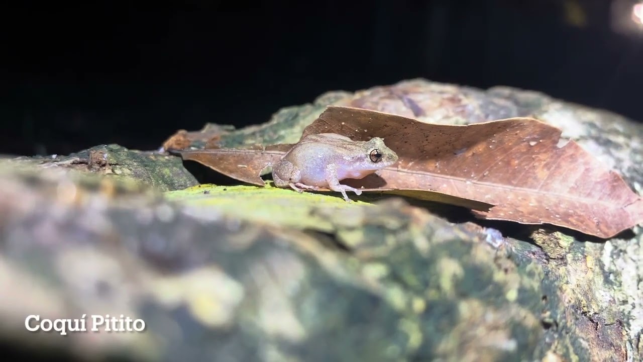 Coquí Coquí #puertorico #coqui #especies #fy #frog #nature #boricua #share #comparte