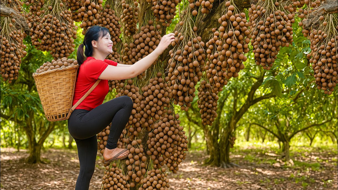 Harvesting Unique Wild Longan & Making Longan Seed Fried Cakes Go To Market Sell