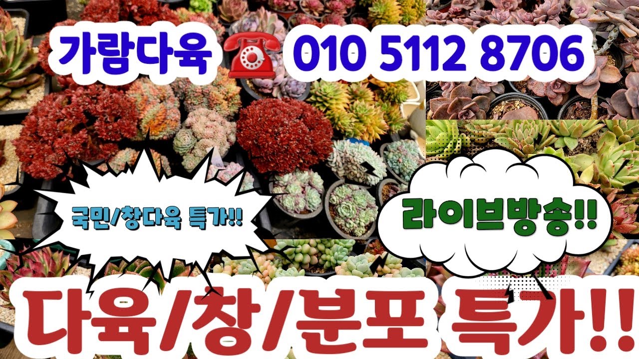 가람다육☎️010 5112 8706(카드가능)🌼국민/창다육 특가/국민다육#초보다육#다육쇼핑
